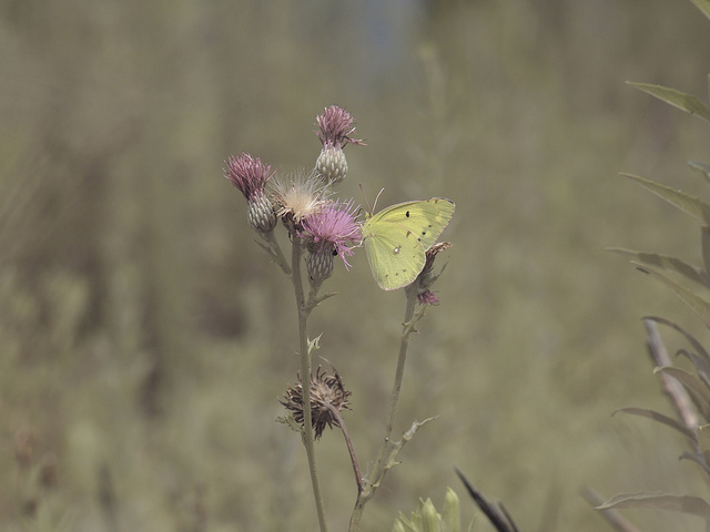Cirsium japonicum (Cirsium japonicum)