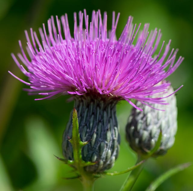 Cirsium muticum