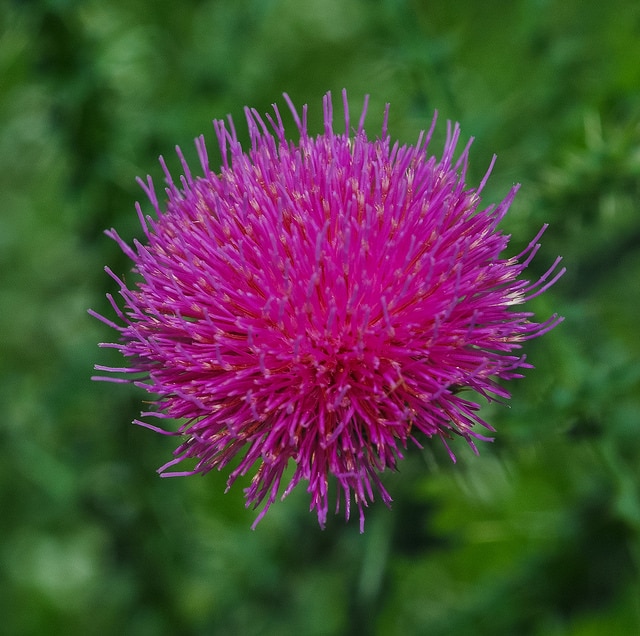 Cirsium muticum
