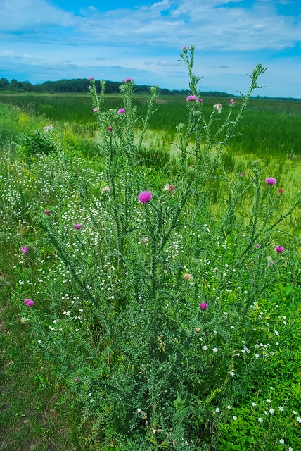 Cirsium muticum