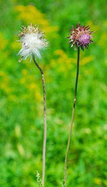Cirsium muticum