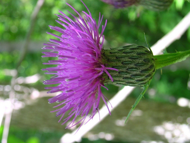Cirsium muticum
