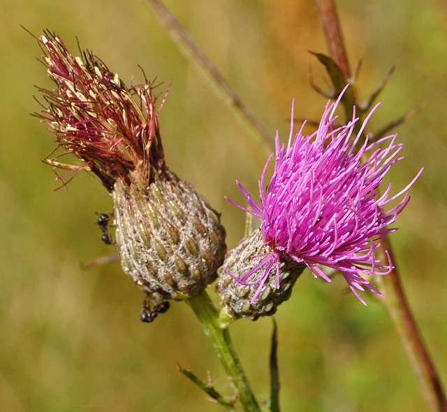 Cirsium muticum