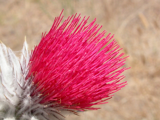 Cirsium occidentale