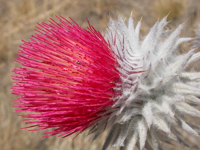 Cirsium occidentale