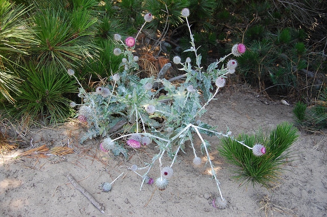 Cirsium occidentale