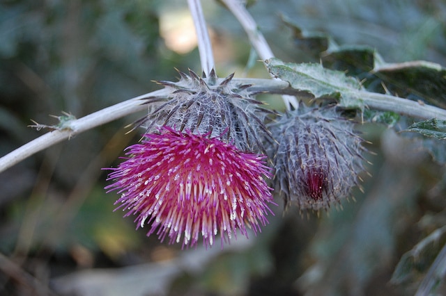 Cirsium occidentale