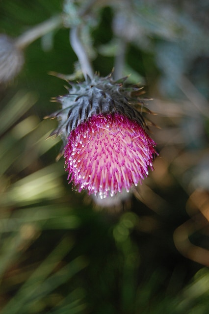 Cirsium occidentale