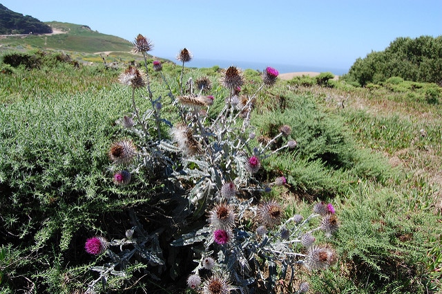 Cirsium occidentale (Cirsium occidentale)