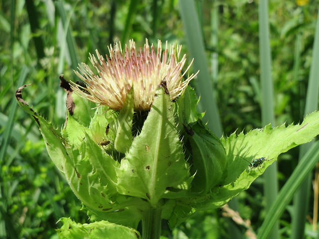 Cirse maraîcher