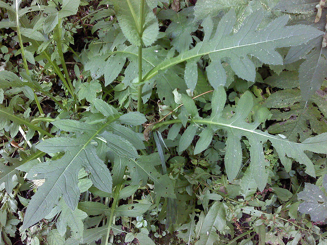 Cirse maraîcher (Cirsium oleraceum)