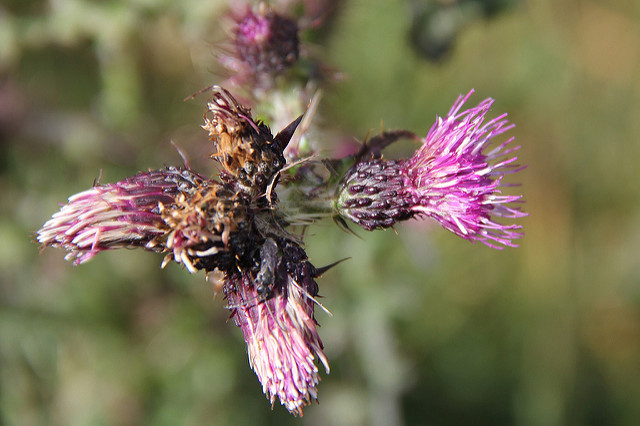 Cirse des marais (Cirsium palustre)