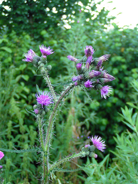 Cirse des marais