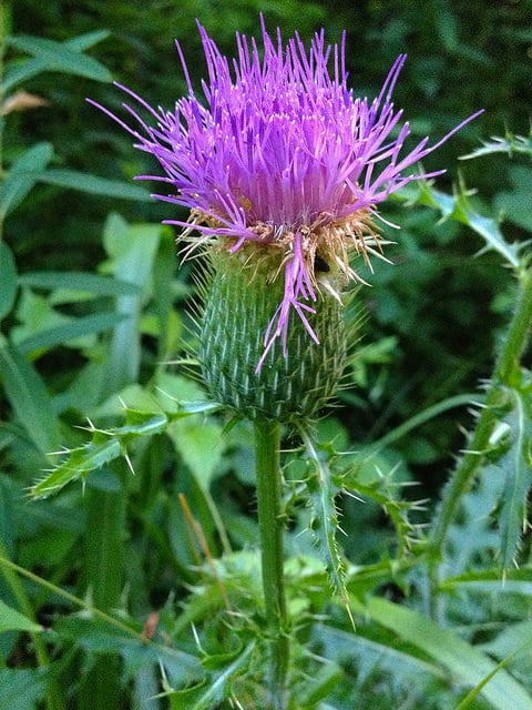 Cirsium pumilum (Cirsium pumilum)