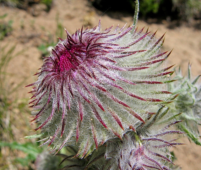 Cirsium remotifolium