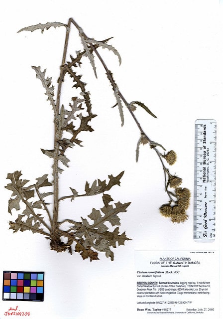 Cirsium remotifolium