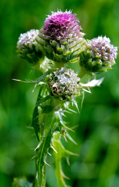 Cirsium remotifolium