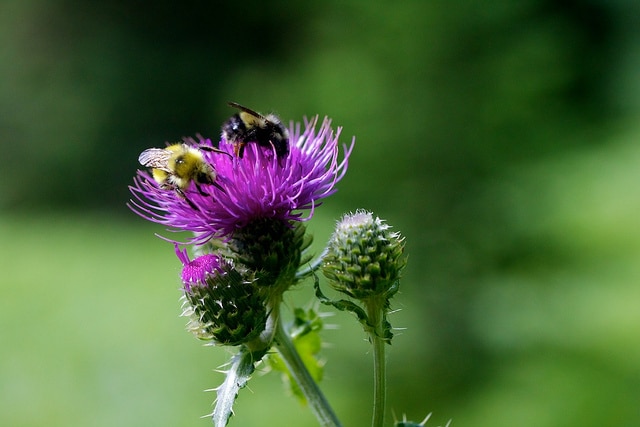 Cirsium remotifolium