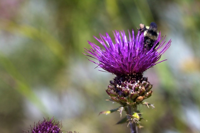 Cirsium remotifolium (Cirsium remotifolium)