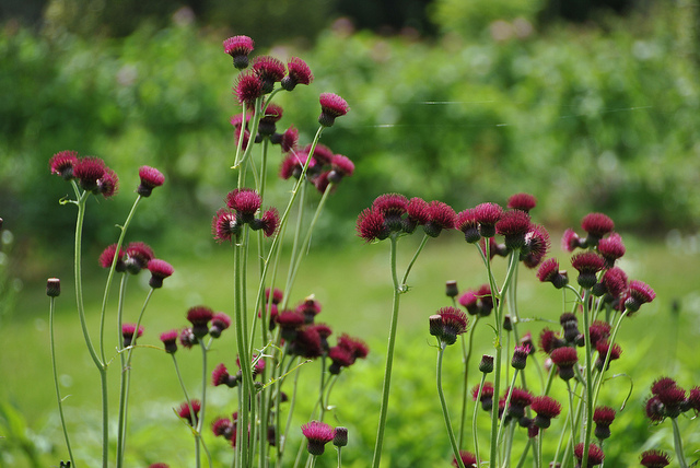 Cirse (Cirsium rivulare)