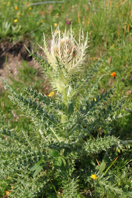 Cirse épineux