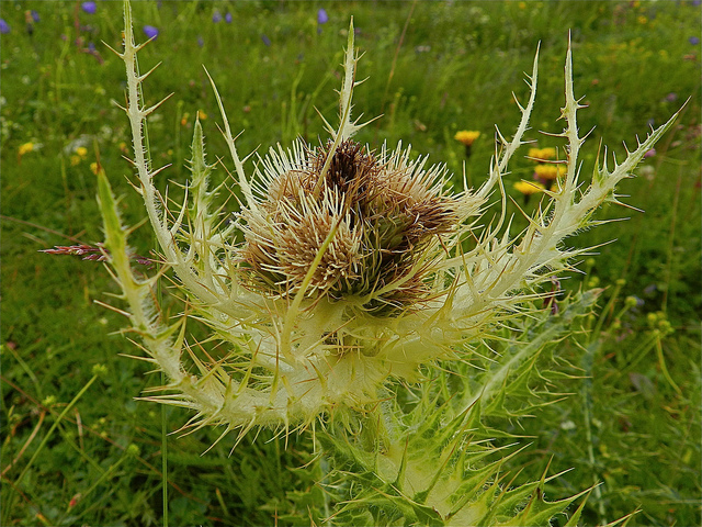 Cirse épineux