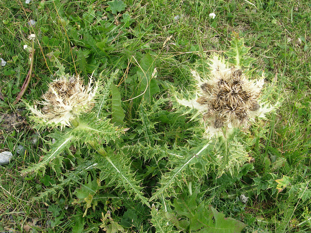 Cirse épineux