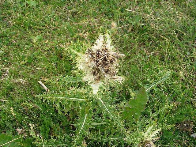 Cirse épineux (Cirsium spinosissimum)