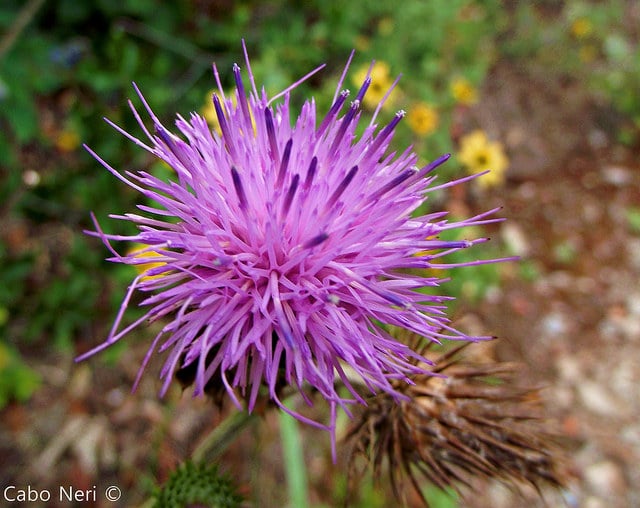 Cirsium texanum