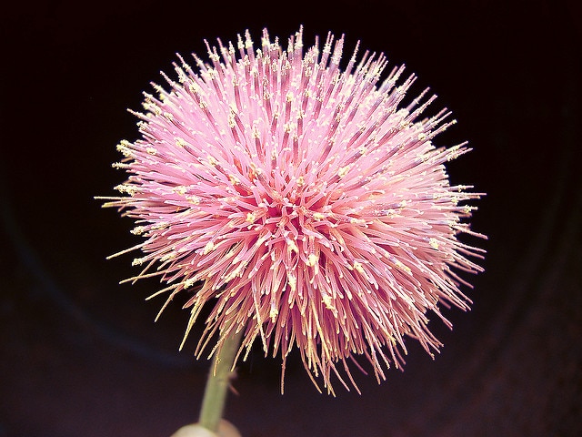 Cirsium texanum