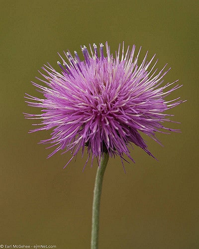 Cirsium texanum