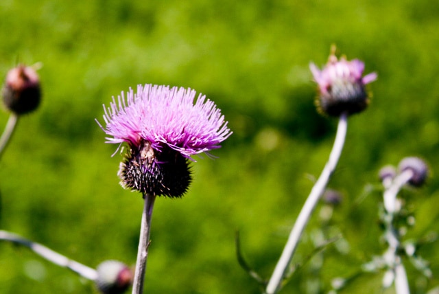 Cirsium texanum