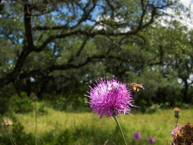 Cirsium texanum