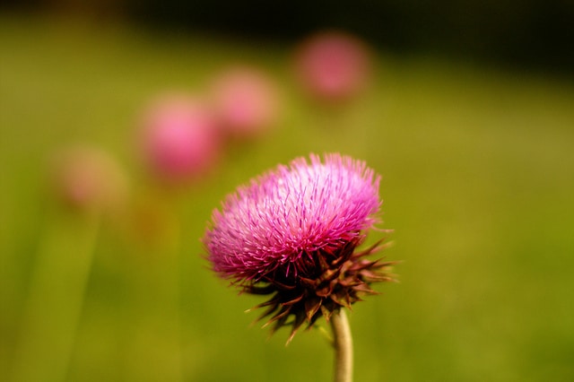 Cirsium texanum (Cirsium texanum)