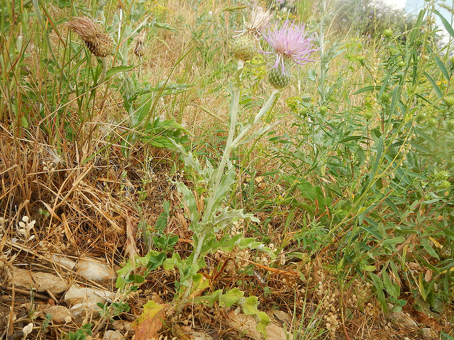 Cirsium undulatum (Cirsium undulatum)