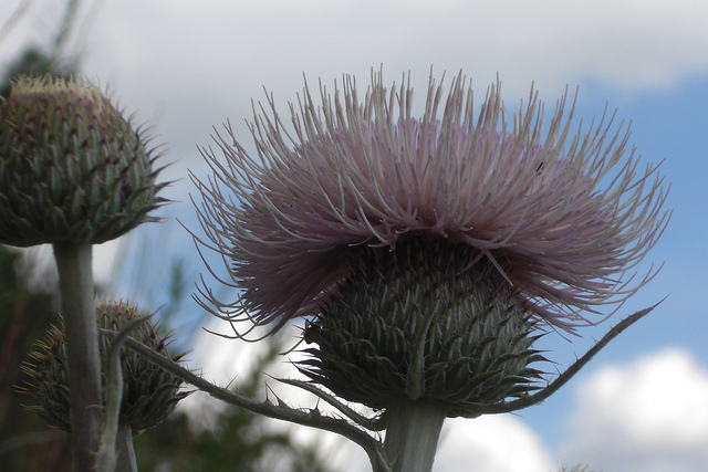 Cirsium undulatum