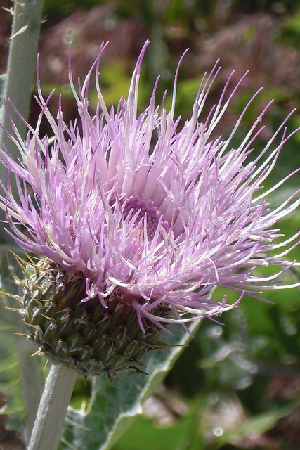 Cirsium undulatum