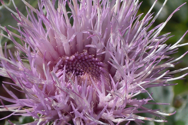 Cirsium undulatum