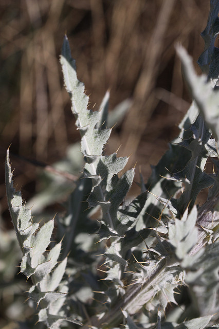 Cirsium undulatum