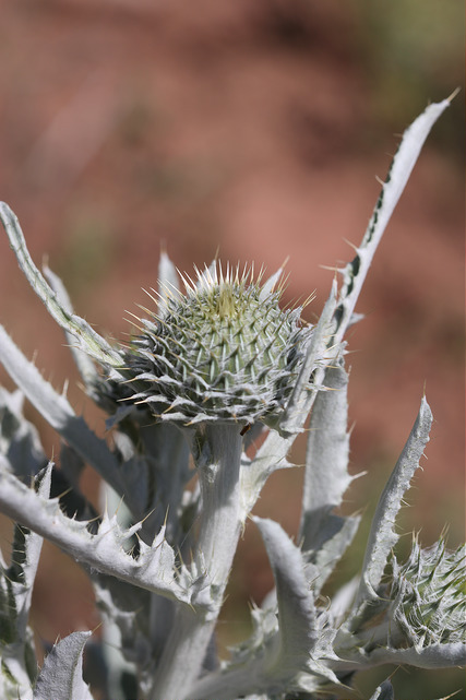 Cirsium undulatum