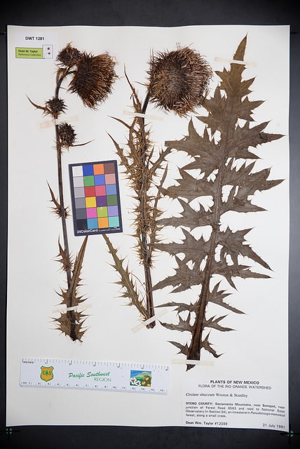 Cirsium vinaceum