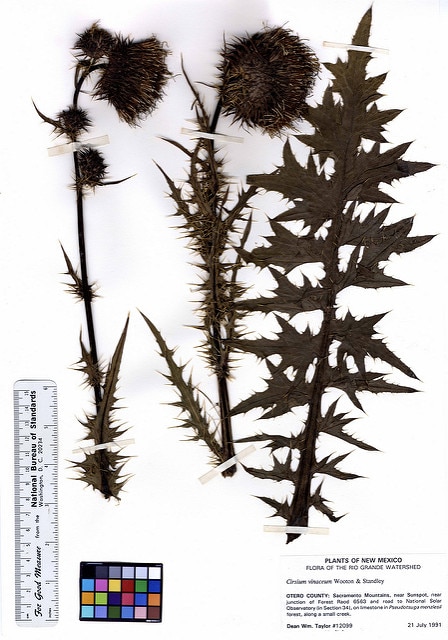 Cirsium vinaceum