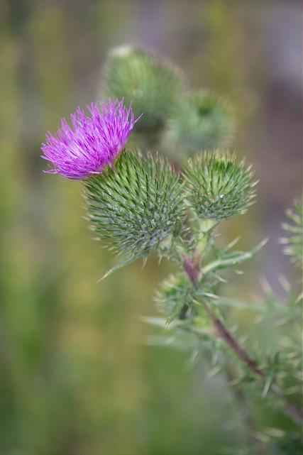 Cirse commun (Cirsium vulgare)