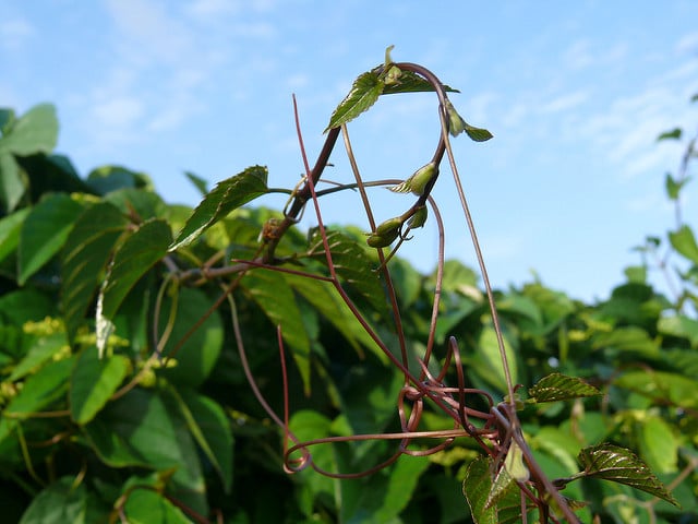 Cissus antarctica