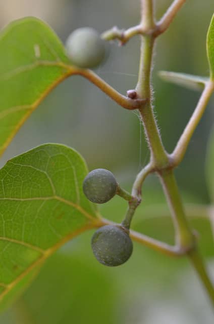 Cissus antarctica