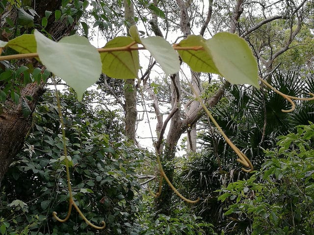 Cissus antarctica