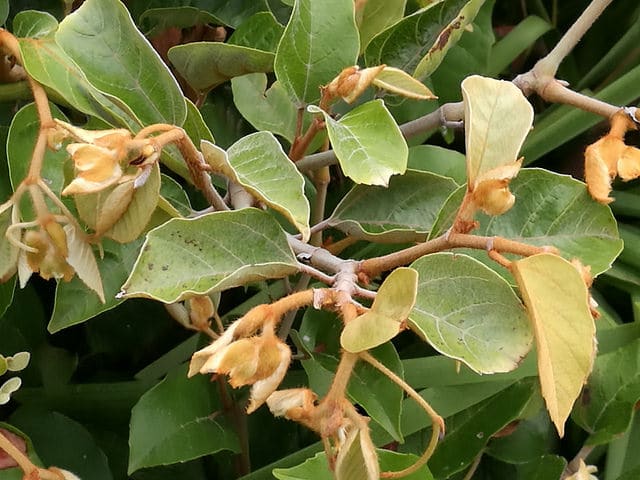 Cissus antarctica