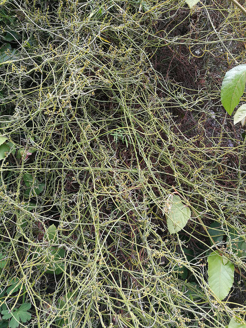 Cissus antarctica