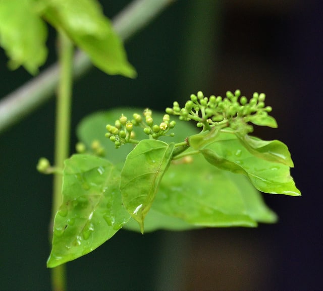 Cissus nodosa