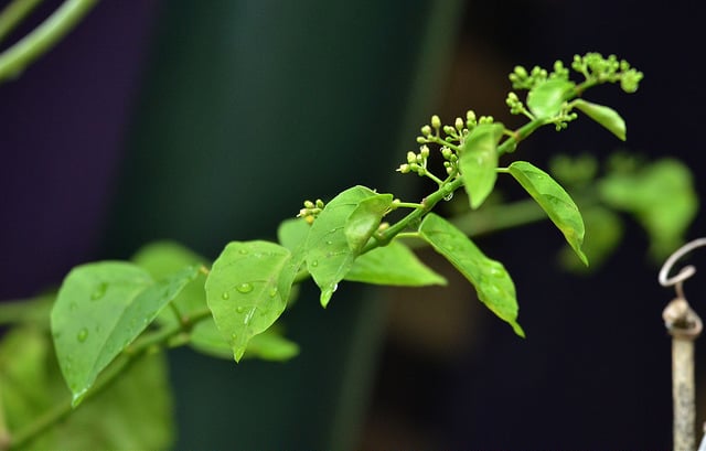Cissus nodosa